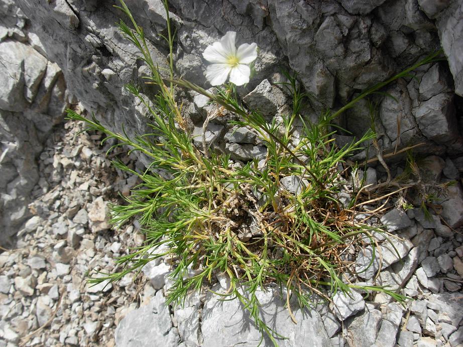 Apuane 3 - Sagina glabra (e Minuartia capillacea)